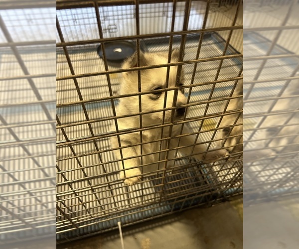 Medium Photo #3 Siberian Husky Puppy For Sale in DOUGLASVILLE, GA, USA