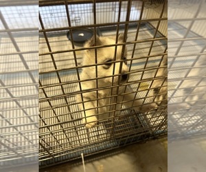 Medium Siberian Husky