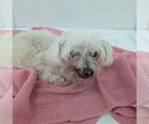 Poodle (Miniature)-Unknown Mix Dogs for adoption in Chico, CA, USA