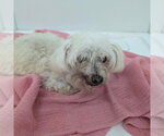 Small Poodle (Miniature) Mix