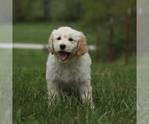 Goldendoodle Puppy for sale in MEMPHIS, MO, USA