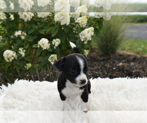 Chihuahua Puppy for sale in SENECA FALLS, NY, USA