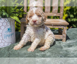 Puppy Preston Poodle (Standard)