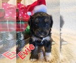 Puppy 1 Aussiedoodle Miniature 