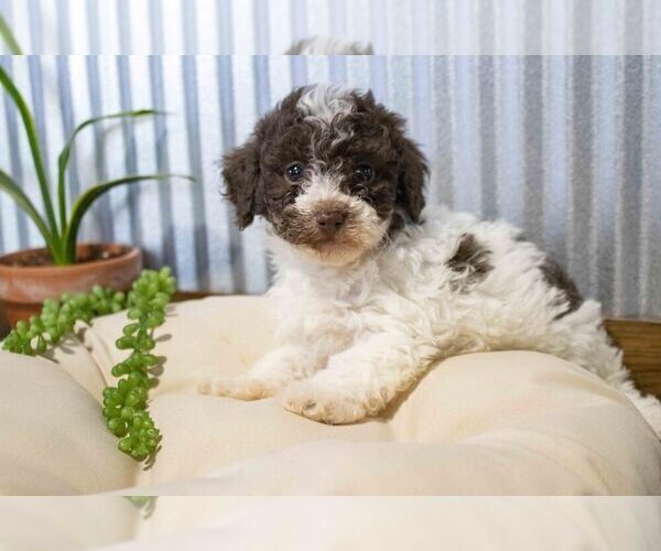 Medium Photo #1 Poodle (Miniature) Puppy For Sale in SUGARCREEK, OH, USA