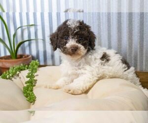 Poodle (Miniature) Puppy for Sale in SUGARCREEK, Ohio USA