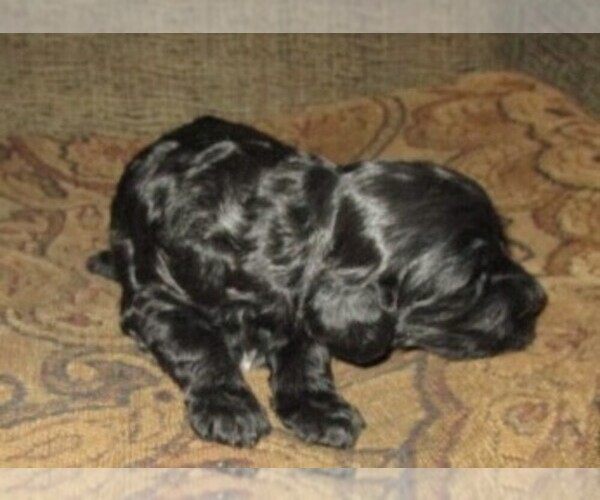 Medium Photo #11 Aussie-Poo-Aussiedoodle Mix Puppy For Sale in LINCOLN, AL, USA