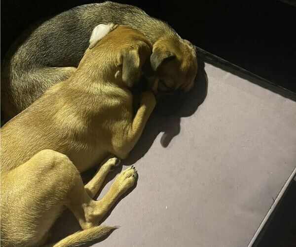 Medium Photo #4 Chug Puppy For Sale in SAN DIEGO, CA, USA