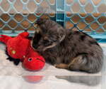 Small #1 Australian Shepherd Mix