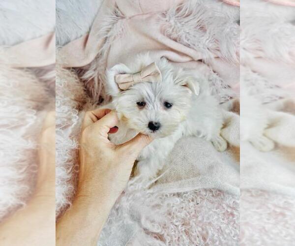 Medium Photo #10 Maltese Puppy For Sale in TAMPA, FL, USA