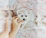 Small Photo #10 Maltese Puppy For Sale in TAMPA, FL, USA