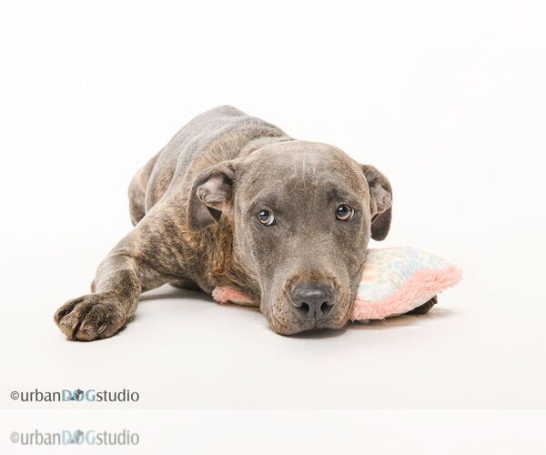 Medium Photo #3 American Pit Bull Terrier-German Shepherd Dog Mix Puppy For Sale in Tampa, FL, USA