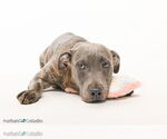 Small #2 American Pit Bull Terrier-German Shepherd Dog Mix