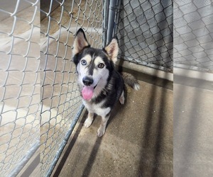 Siberian Husky Dogs for adoption in El Centro, CA, USA