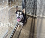 Small Siberian Husky