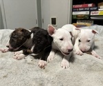 Image preview for Ad Listing. Nickname: Litter of 4
