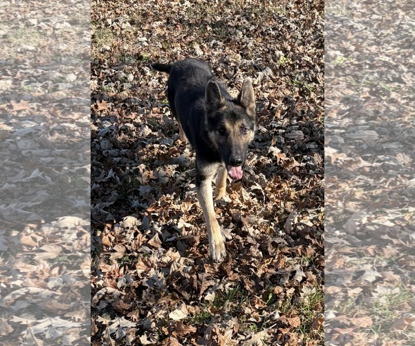 Medium Photo #1 German Shepherd Dog Puppy For Sale in Montgomery, AL, USA