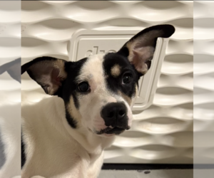 Labrador Retriever-Unknown Mix Dogs for adoption in Brooklyn Center, MN, USA