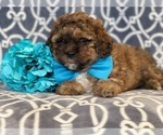 Small Photo #13 Havashu-Poodle (Miniature) Mix Puppy For Sale in LAKELAND, FL, USA