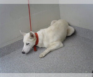 Siberian Husky-Unknown Mix Dogs for adoption in Pasadena, TX, USA