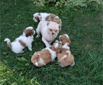 Small #7 Shih Tzu