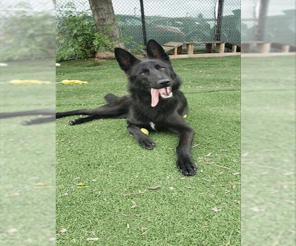 Medium Photo #1 German Shepherd Dog Puppy For Sale in Fremont, CA, USA