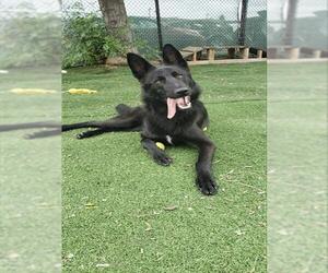 German Shepherd Dog Dogs for adoption in Fremont, CA, USA
