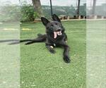 Small German Shepherd Dog