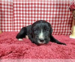 Small Photo #7 Golden Mountain Dog Puppy For Sale in BLACK FOREST, CO, USA