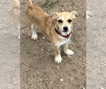 Small #3 Chihuahua Mix