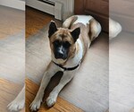 Small #4 Akita