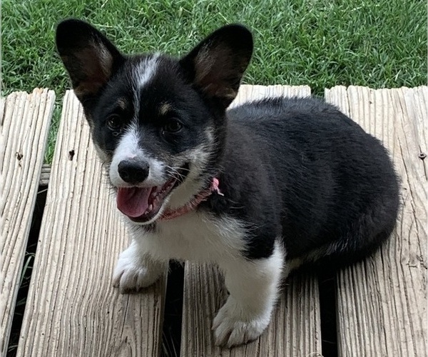 Medium Photo #9 Pembroke Welsh Corgi Puppy For Sale in BURLESON, TX, USA