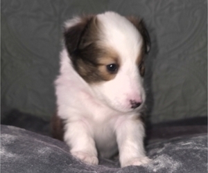 Medium Shetland Sheepdog