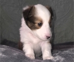 Puppy Puppy 4 Shetland Sheepdog