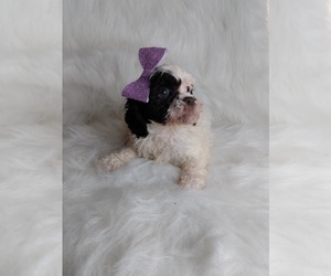 Cocker Spaniel-Poodle (Miniature) Mix Puppy for sale in INDIANAPOLIS, IN, USA