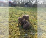 Small #20 Doberman Pinscher