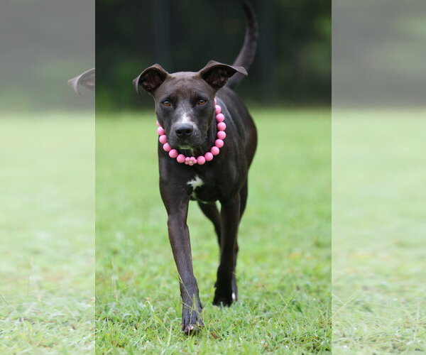 Medium Photo #2 Mutt Puppy For Sale in Greenville, SC, USA