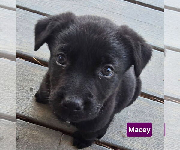 Medium Photo #1 Labrador Retriever-Unknown Mix Puppy For Sale in Alexander, AR, USA