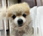 Small #5 Pomeranian Mix