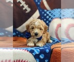 Small Photo #6 Maltese-Poodle (Toy) Mix Puppy For Sale in LEOLA, PA, USA
