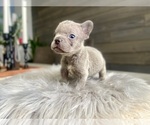 Small Photo #20 French Bulldog Puppy For Sale in EASTVALE, CA, USA
