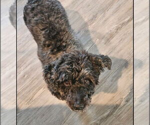 Poodle (Standard)-Unknown Mix Dogs for adoption in Springdale, PA, USA