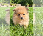 Bailey - Male Pomeranian Puppy for Sale - Photo #9