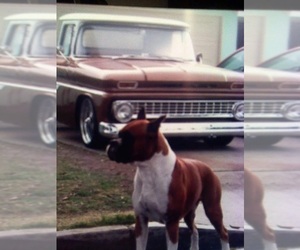 Mother of the Boxer puppies born on 06/07/2025