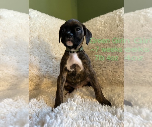 Medium Photo #1 Boxer Puppy For Sale in OLD FIELDS, WV, USA