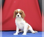 Small Cavalier King Charles Spaniel