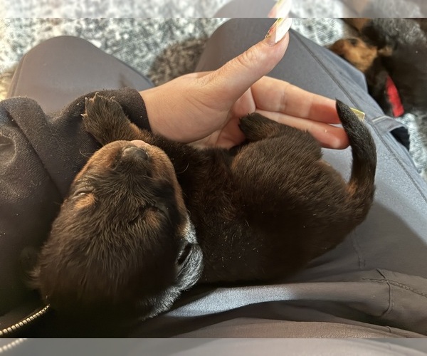 Medium Photo #3 Rottweiler Puppy For Sale in GREEN SPRINGS, OH, USA