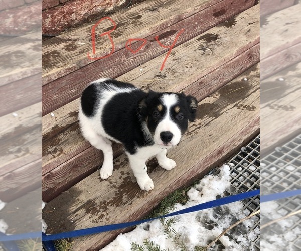 Medium Photo #3 Australian Cattle Dog-Border Collie Mix Puppy For Sale in BEDFORD, WY, USA