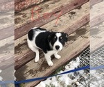 Small Photo #3 Australian Cattle Dog-Border Collie Mix Puppy For Sale in BEDFORD, WY, USA