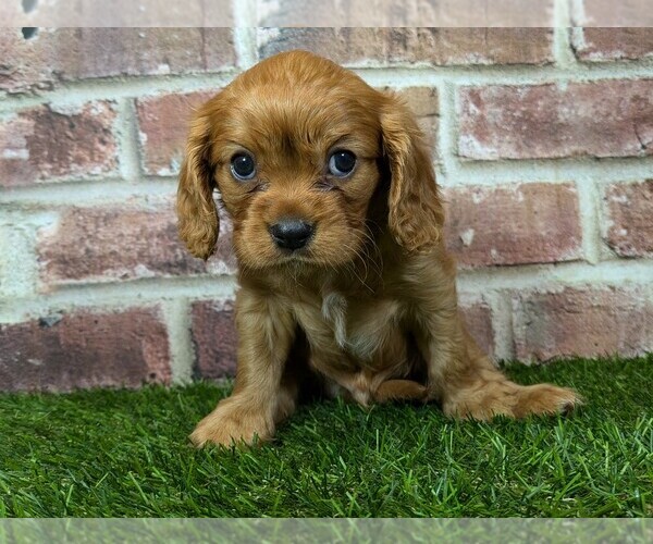Medium Photo #8 Cavalier King Charles Spaniel Puppy For Sale in MOBERLY, MO, USA